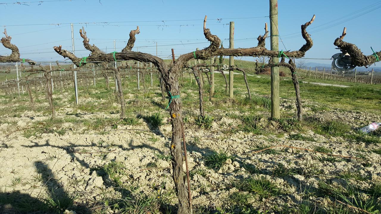 Agriturismo Podere Casa Al Vento Montepulciano Stazione エクステリア 写真